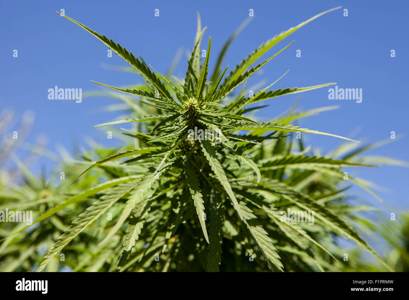 Hanf Pflanze Auf Einem Feld Stockfotos & Hanf Pflanze Auf Einem Feld Bilder Alamy Hanf Pflanze Auf Einem Feld Stockfotos & Hanf Pflanze Auf Einem Feld Bilder Alamy
