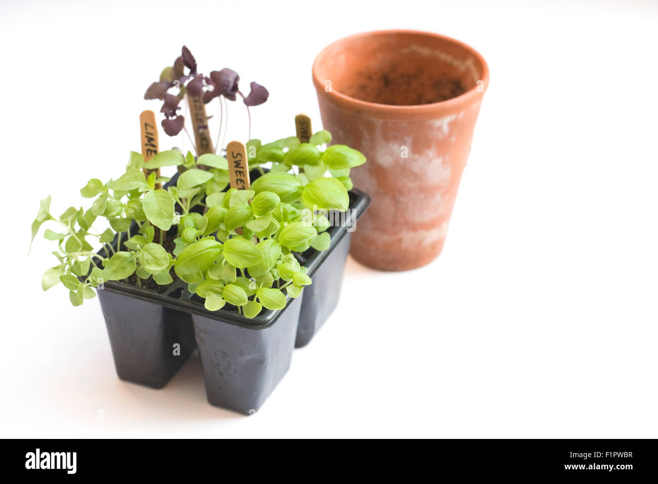 Ocimum Basilicum. Basilikum-Sämlinge bereit für stechen heraus. Stockfoto