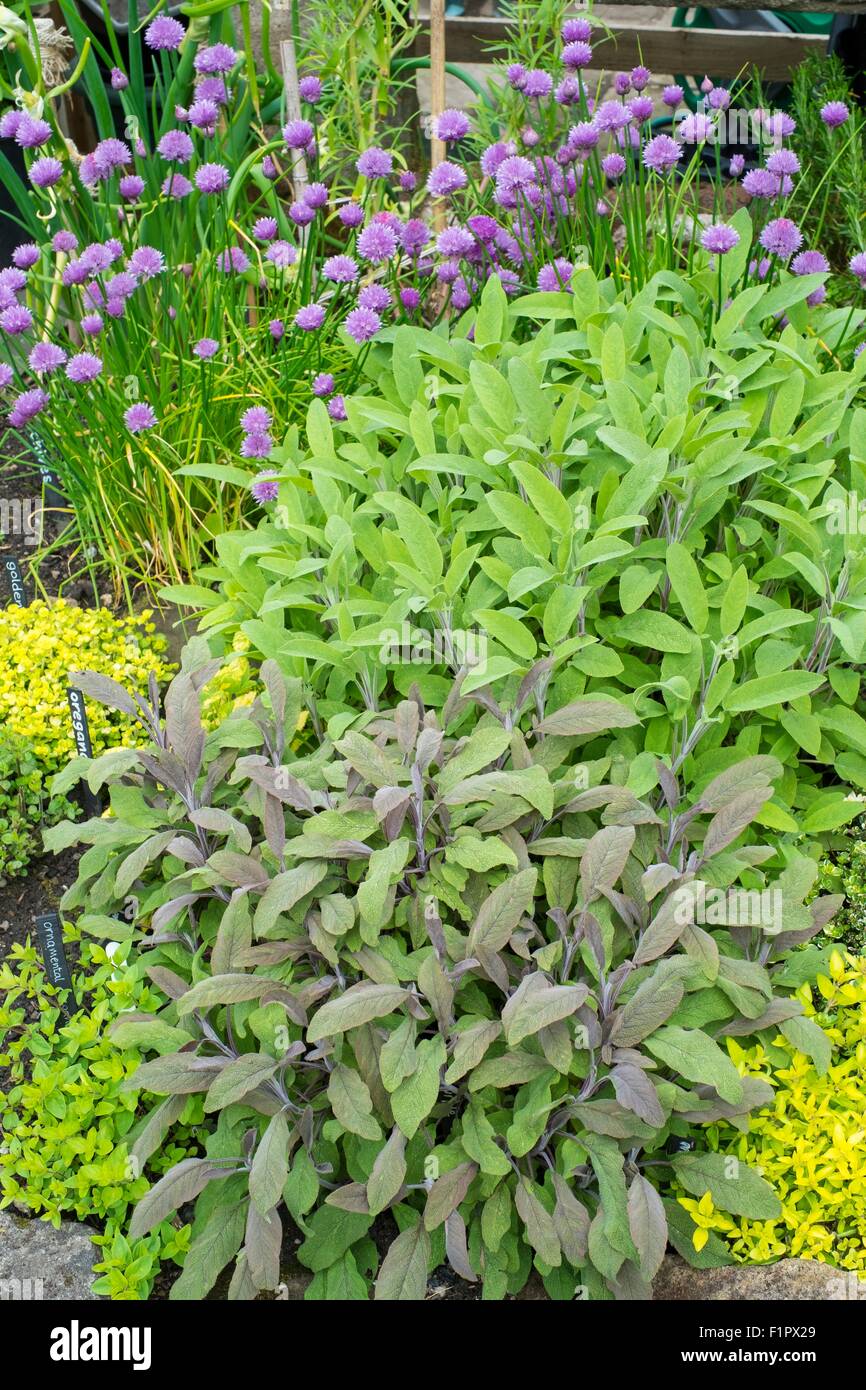Herb garden border Fotos und Bildmaterial in hoher Auflösung Alamy