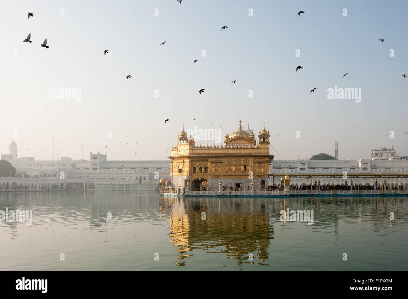 Amritsar, Punjab, Indien. Der Goldene Tempel - Harmandir Sahib - im Morgengrauen mit fliegenden Tauben; Amrit Sarovar Pool. Stockfoto