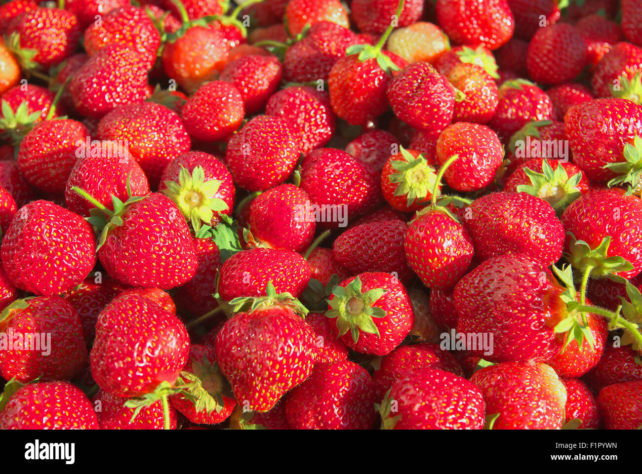 Ernte reif lecker saftig Süße Erdbeeren Stockfoto