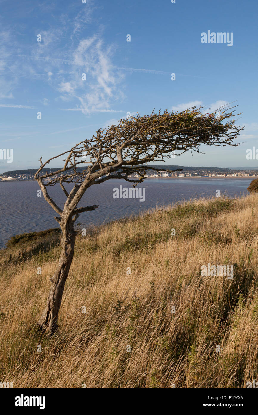 Ein Wind fegte Baum auf Brean Down, Weston-Super-Mare im Hintergrund Stockfoto