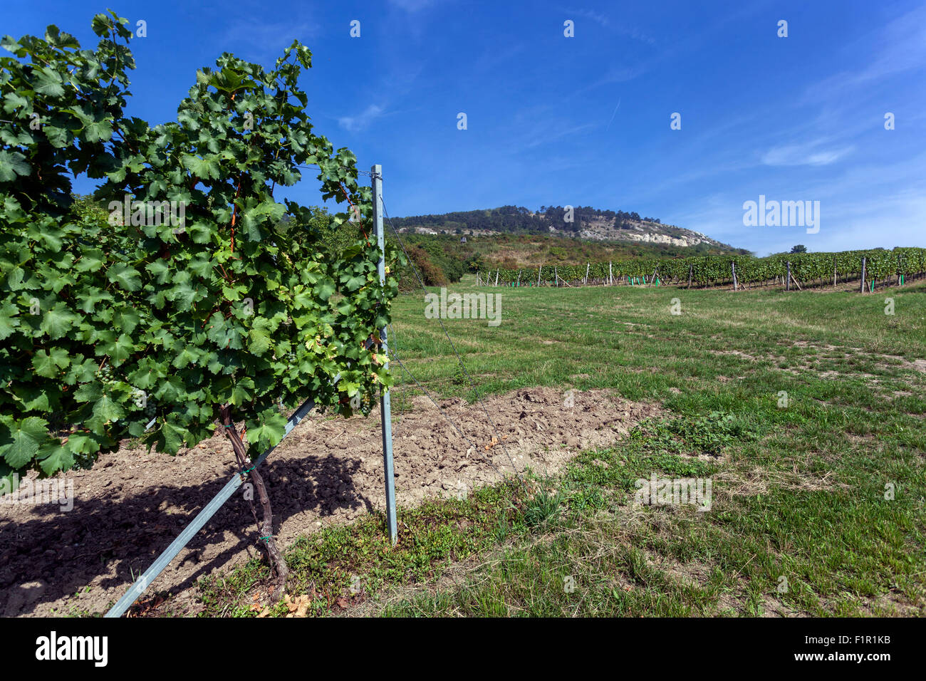 Südmähren Weinberge, Region Palava, Tschechische Republik Stockfoto