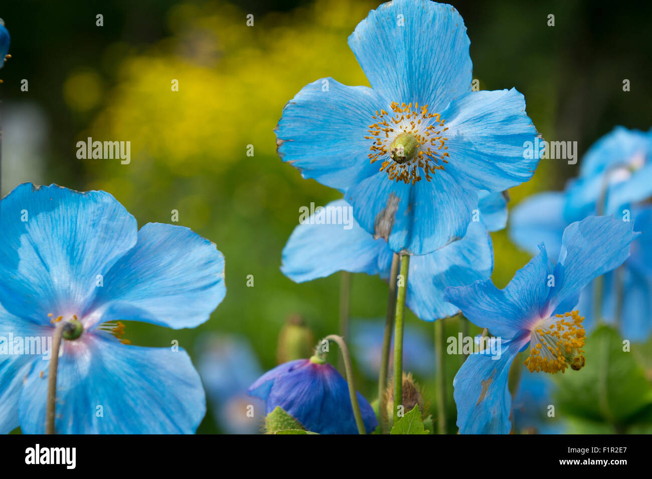 Island, Akureyri. Botanischer Garten (aka Lystigardurinn), die am nördlichsten gelegene Garten der Welt, eröffnet im Jahre 1912. Blauer Mohn. Stockfoto