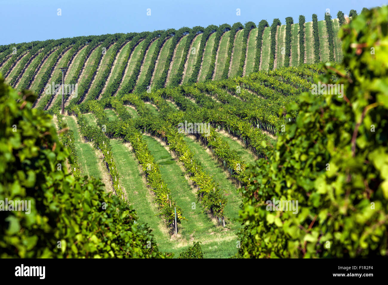 Südmähren Weinberge, Region Palava, Tschechische Weinberge, Tschechische Republik Stockfoto