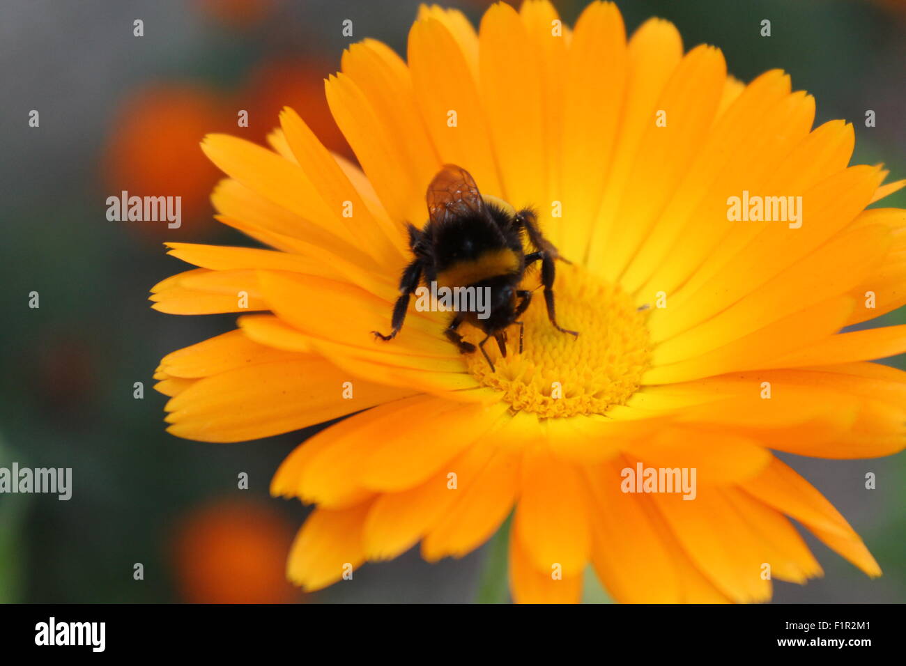 große schwarze Hummel Pollen leuchtend orangefarbene Blume Stockfoto
