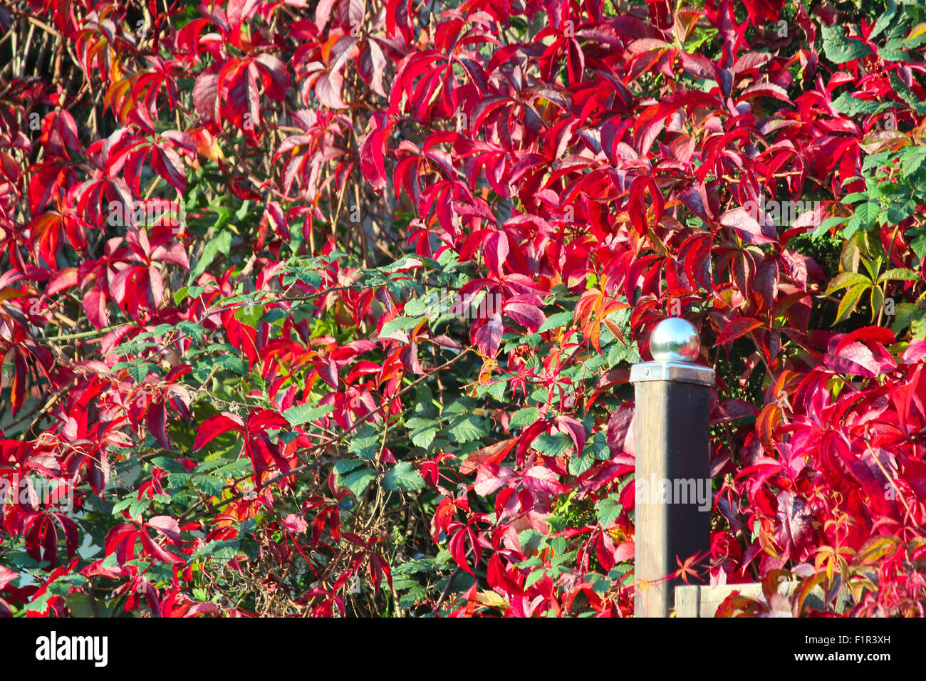 Blick ins Herbstlaub Stockfoto