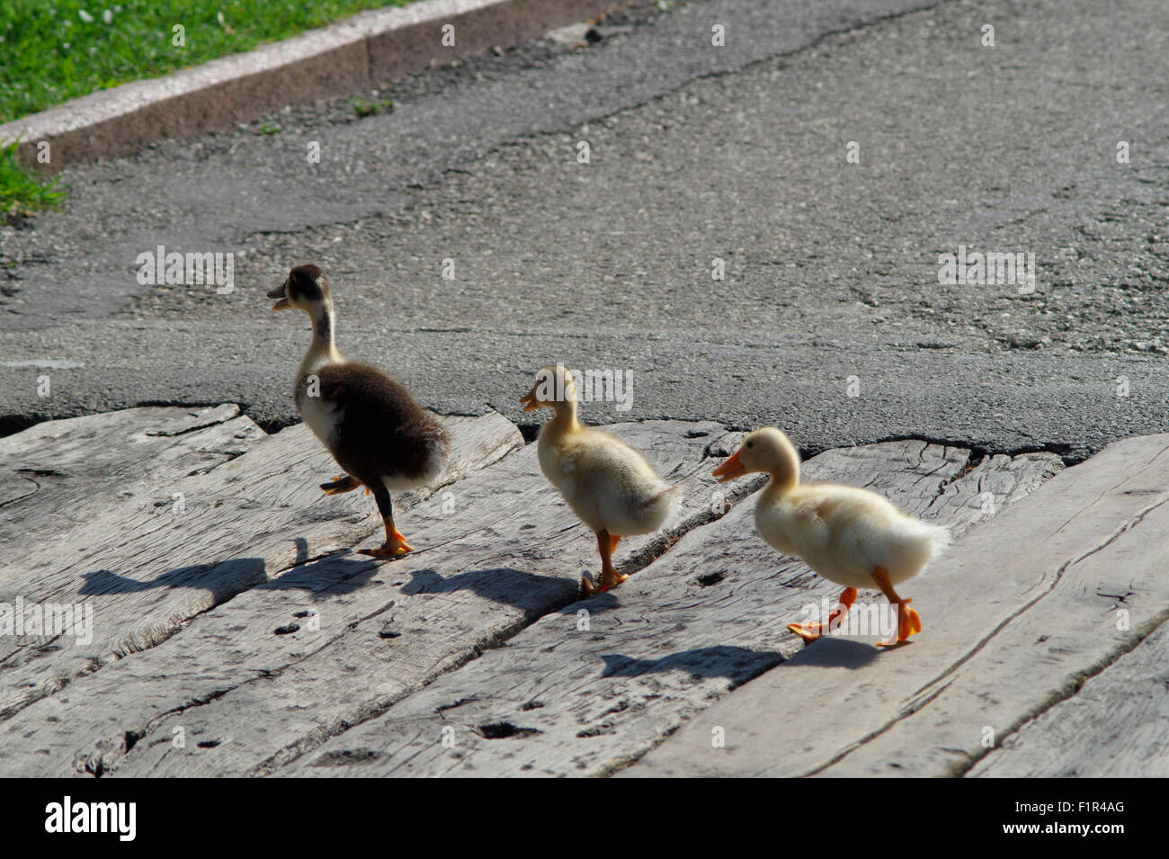 Baby Ente mit Mutter, Nahaufnahme von Baby Ente, Baby Ente in einem See Stockfoto