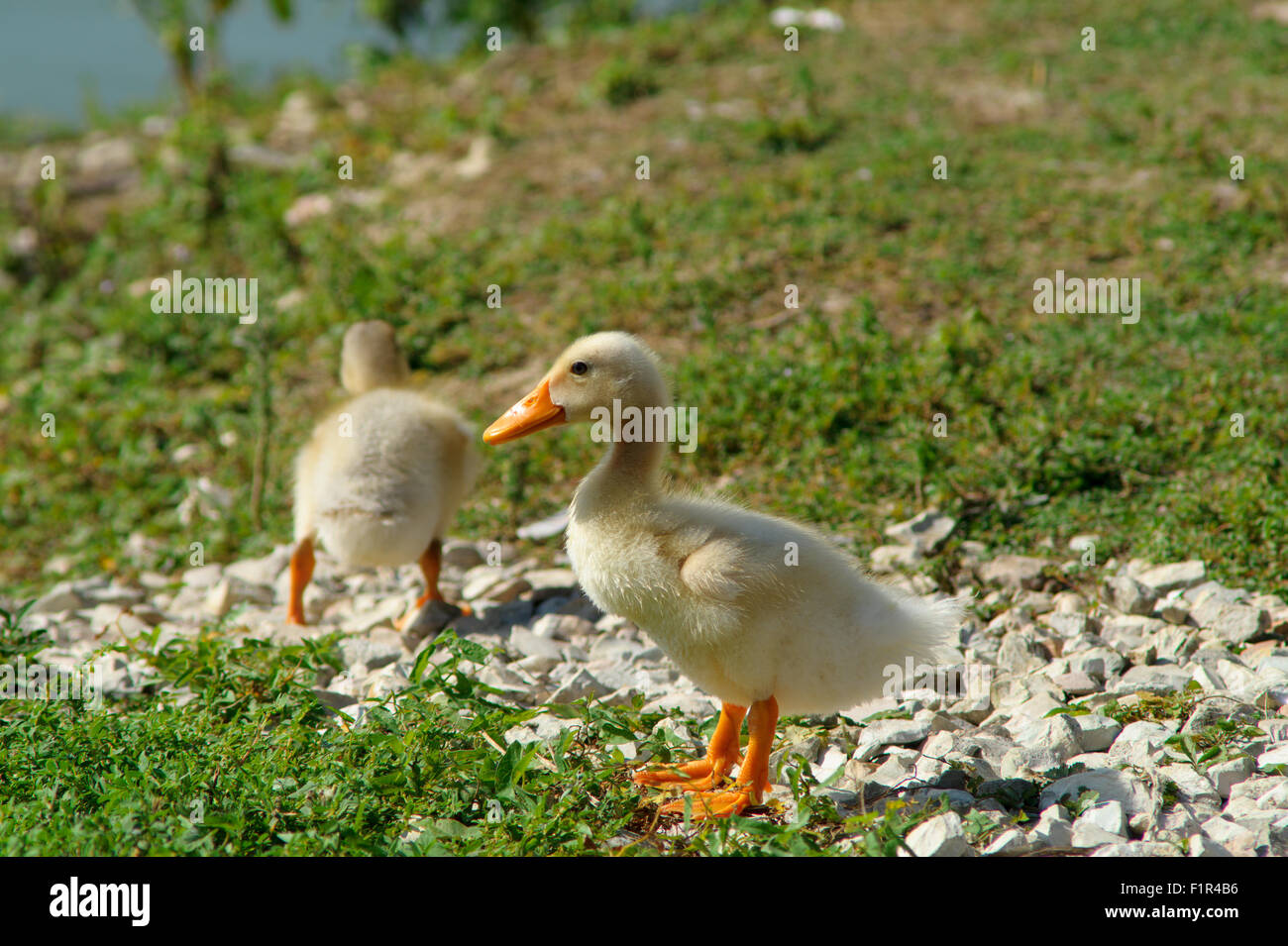 Baby Ente mit Mutter, Nahaufnahme von Baby Ente, Baby Ente in einem See Stockfoto