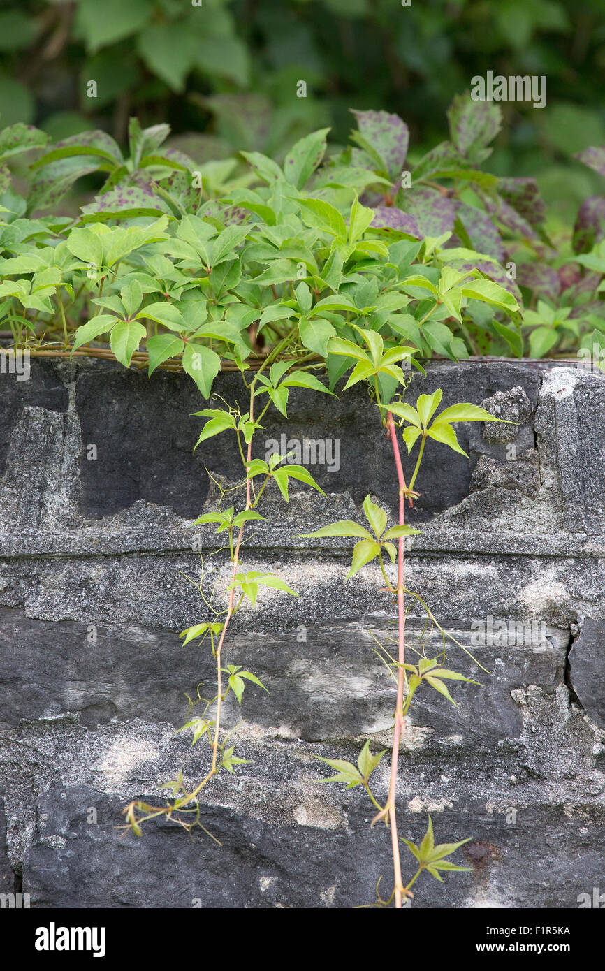 Reben, die Schleifen auf Felswand im Garten Stockfoto
