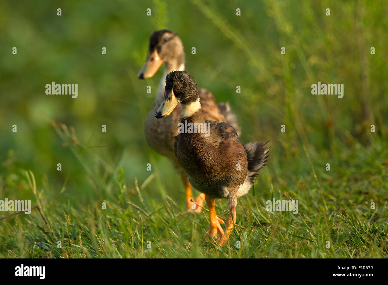 Ente ist der allgemeine Name für eine große Anzahl von Arten in der Anatidae Familie der Vögel, die auch Schwäne und Gänse. Stockfoto