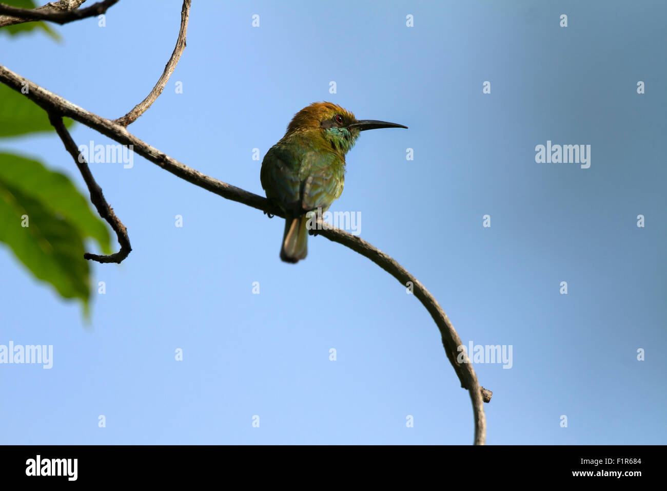 Die grünen Bienenfresser (Merops Orientalis) (manchmal kleine grüne Bienenfresser) ist ein in der Nähe von passerine Vogel in der Familie der Bienenfresser. Stockfoto