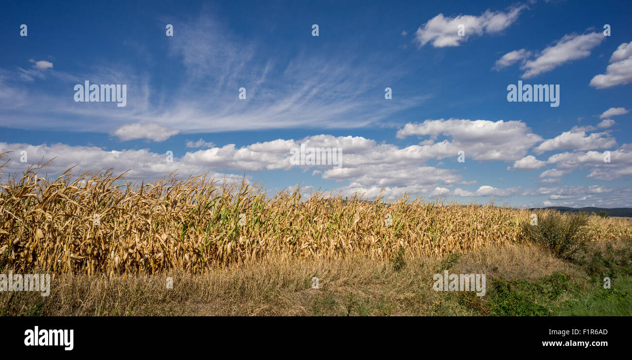 Cirrus weißen Cumulus-Wolken am blauen Himmel über trockenen Mais Feld niedriger Schlesien Polen Stockfoto