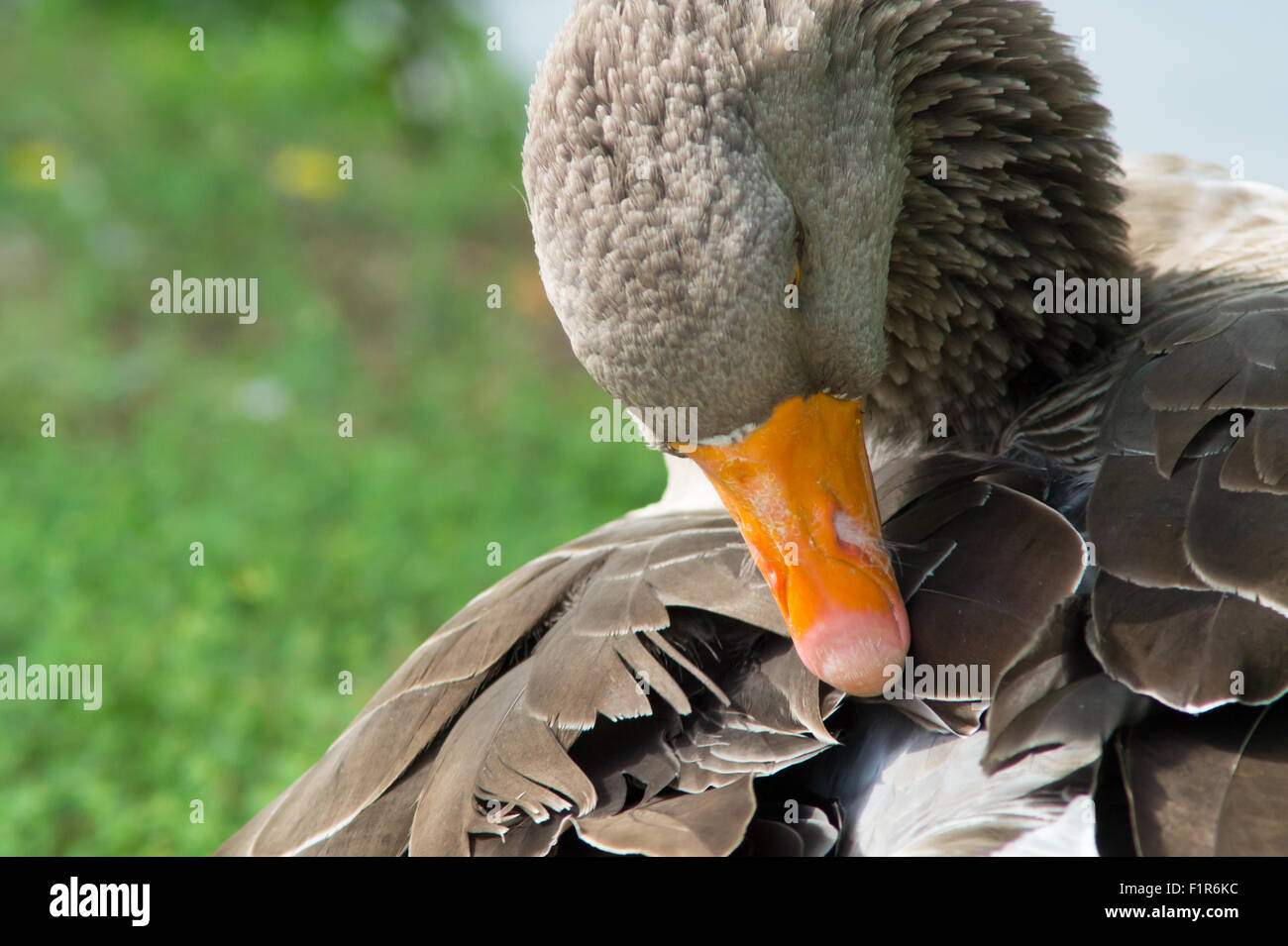 Ente, Gans, Löffler, Kormoran, Tukan, Pelikan Closup, in einem See, Tierfotografie, Säugetiere, Ente Oase Stockfoto