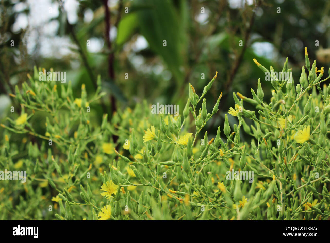 Kleinen gelben Blüten im Sonnenlicht Stockfoto