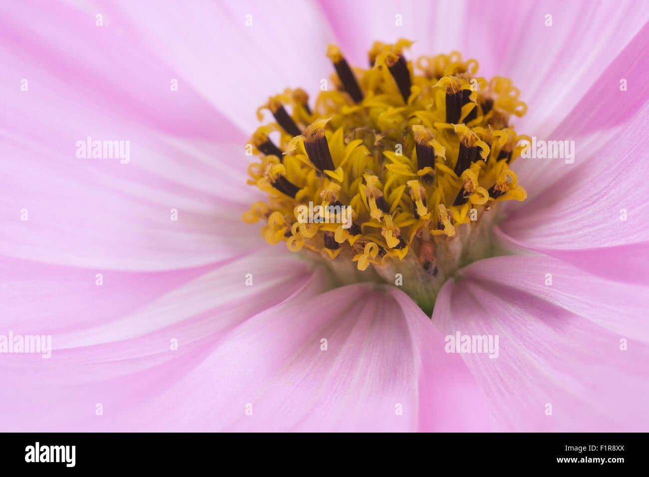 Nahaufnahme von rosa Cosmos Blume mit Schwerpunkt auf Mitte. Zart rosa Blütenblätter. Stockfoto
