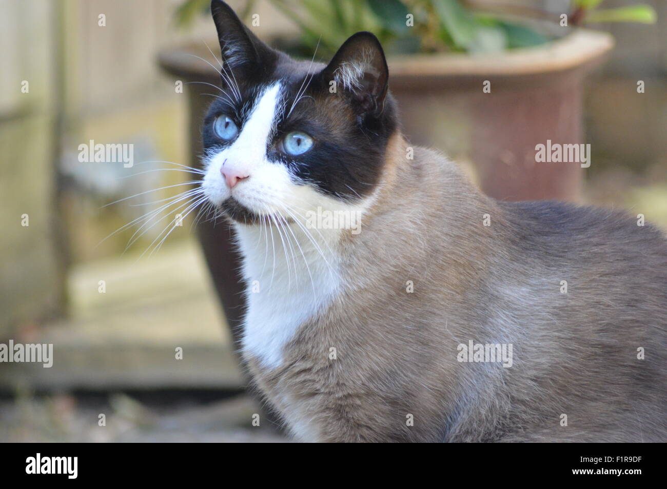 Katze mit blauen Augen Stockfoto