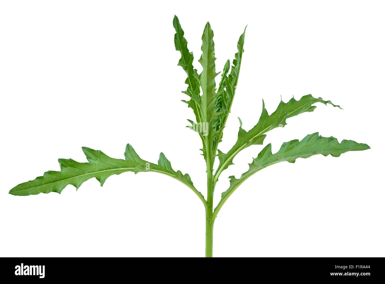 Distel Pflanze Stockfotos und bilder Kaufen Alamy