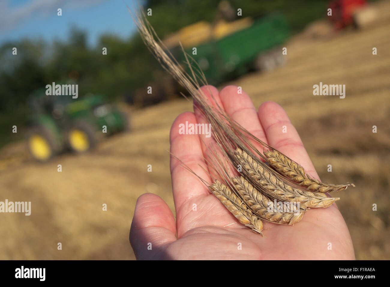 Titley, Herefordshire, England. 6. September 2015. Feine trockene Wetter ermöglichte es Bauern, ihre Getreide zu ernten - Bauern inspiziert der letztes seine Gerste Ernte in frühen Abendsonne. Stockfoto