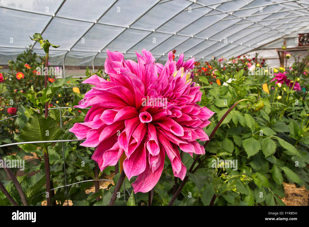 Dahlie "Emory Paul" wächst in Tunnel, 1. Preis gewinnen. Stockfoto