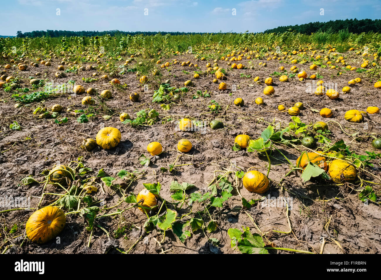 Kürbis-Feld, Brandenburg, Deutschland Stockfoto