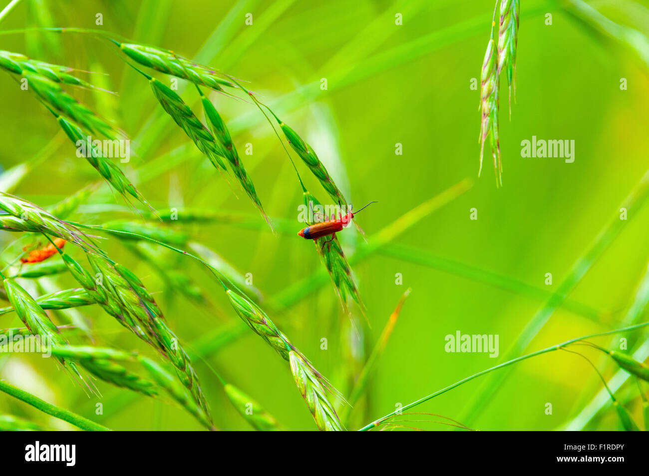 Kardinal Käfer im langen Gras Stockfoto