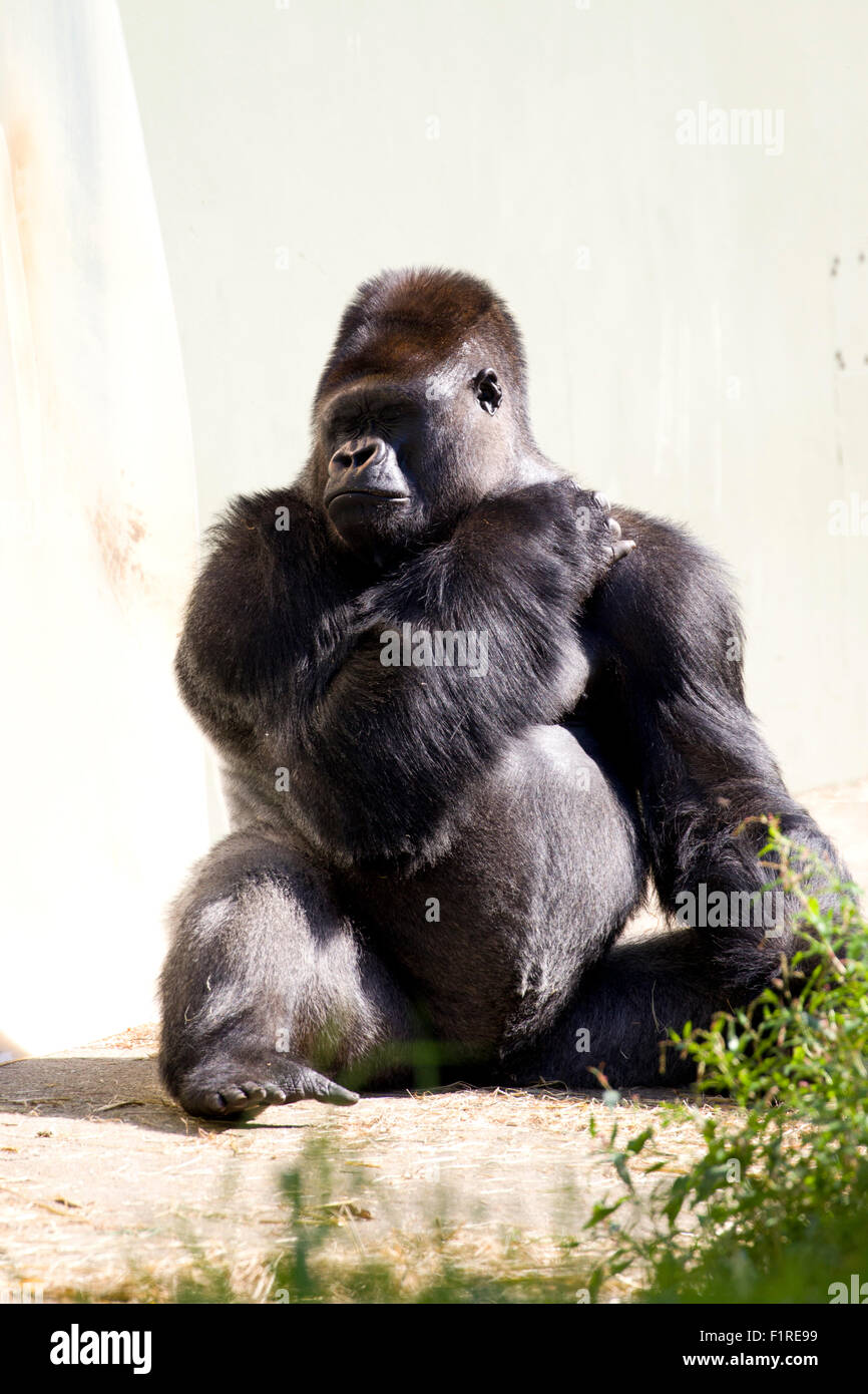 Jersey, Kanalinseln, Großbritannien. 6. Sep, 2015. UK-Wetter: Jersey Tiere im Zoo von Durrell machen das Beste aus dem Wetter Credit: Gordon Shoosmith/Alamy Live News Stockfoto