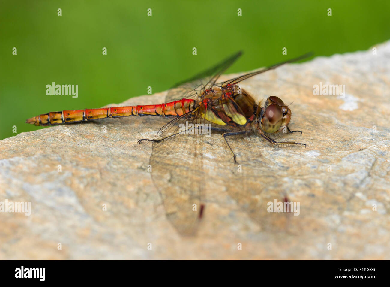 Roten Körper erwachsenen männlichen gemeinsame Darter Libelle, Sympetrum Striolatum, in Ruhe in einem Devon Garten Stockfoto