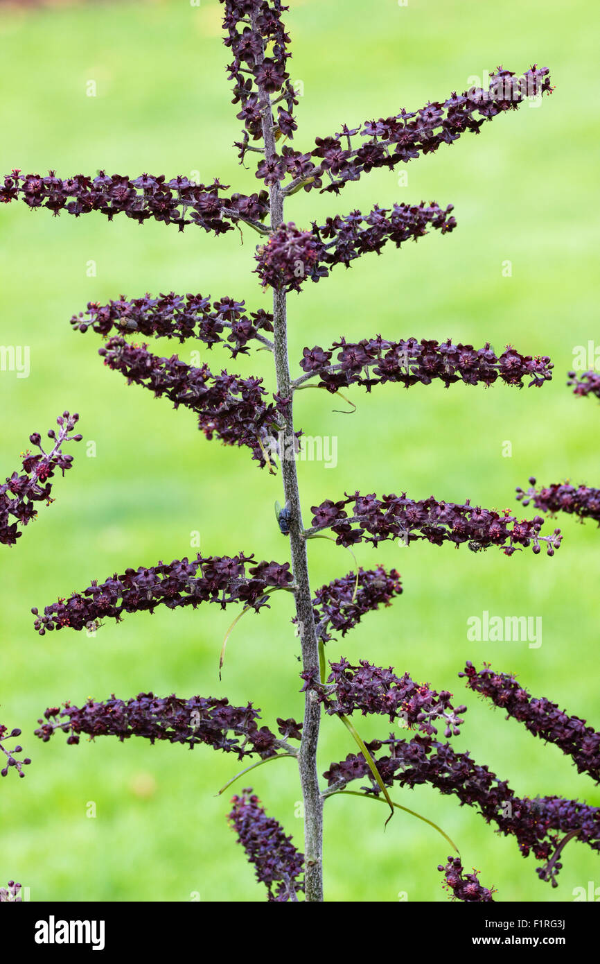 Kleine lila schwarze Blumen massierten in der Sommer-Spike von der Germer Veratrum nigrum Stockfoto