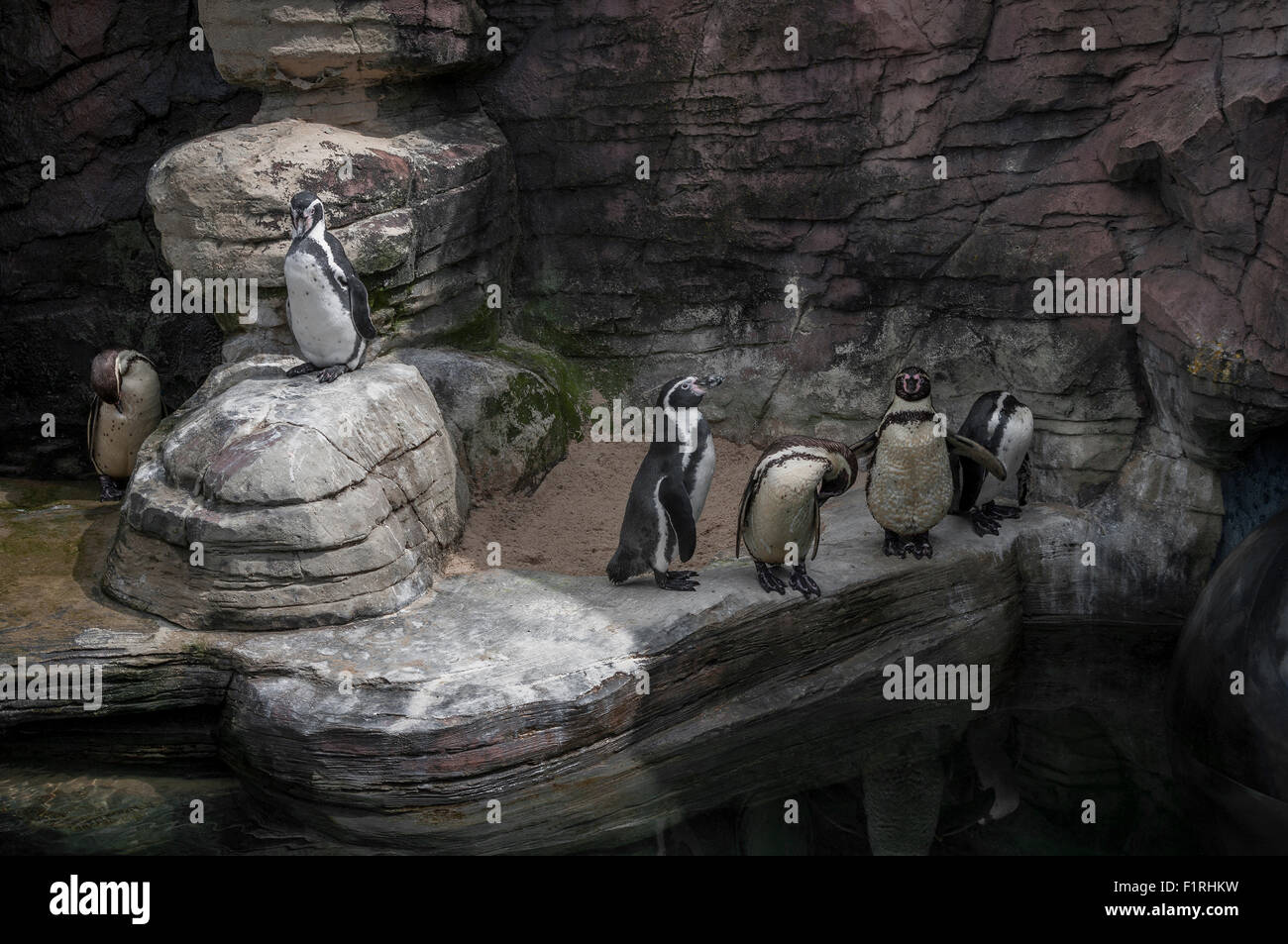 Gruppe der Humboldt-Pinguine in Gefangenschaft mit Spiegelungen im Wasser am Boden. Stockfoto