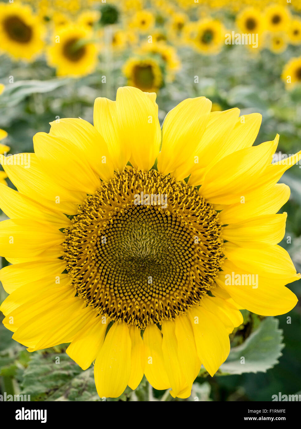 Nahaufnahme des einzigen Sonnenblume mit Feld im Hintergrund. Stockfoto