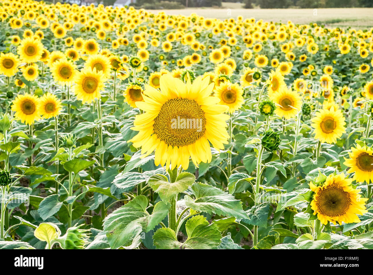 Sonnenblumenfeld Stockfoto