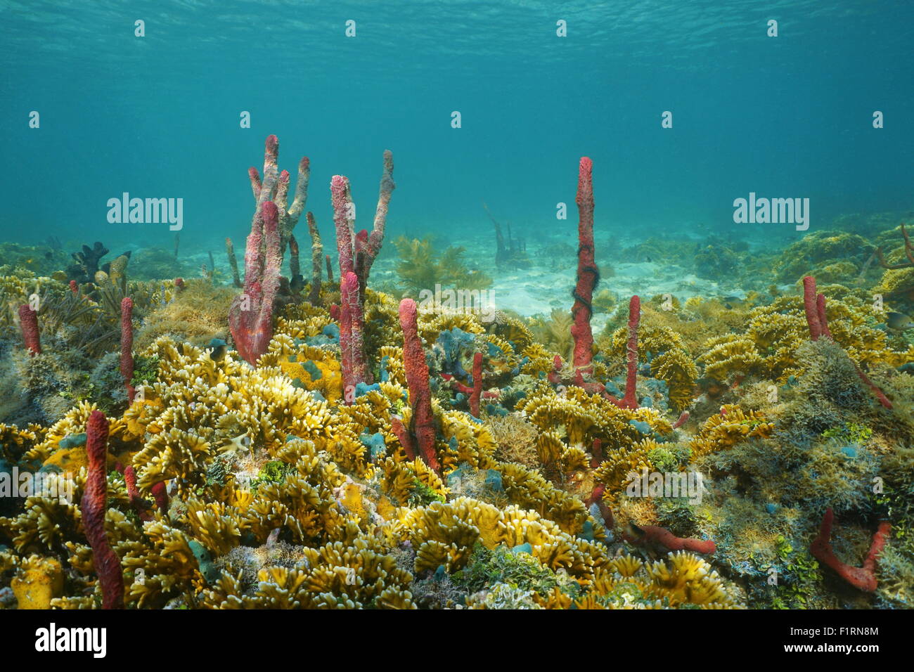 Unterwasserlandschaft, bunten Meeresboden komponiert von Schwämmen und Feuer Korallen, Karibik, Mittelamerika Stockfoto