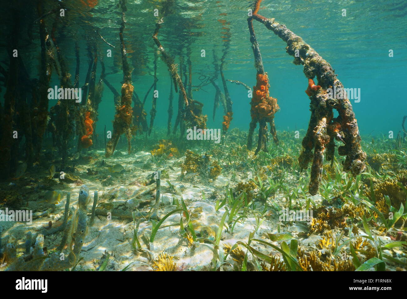 Mangrovewurzeln unter Wasser, Karibik, Panama, Mittelamerika Stockfoto