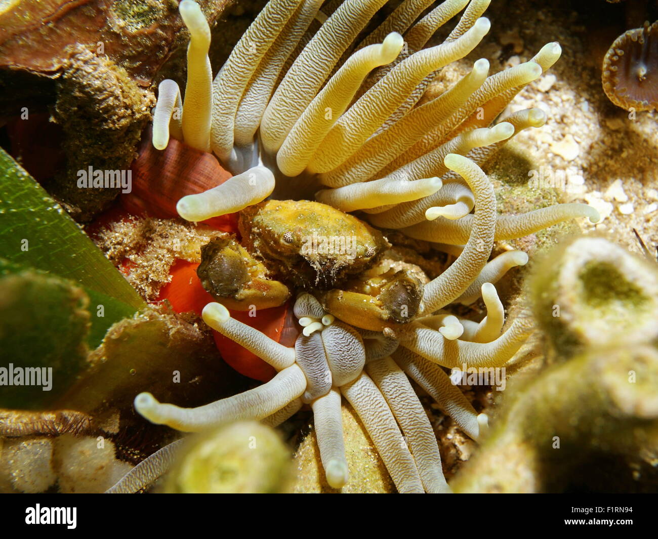 Leben im Meer unter Wasser, eine grüne anhänglichen Krabbe versteckt in einer riesigen Anemone, Karibik Stockfoto