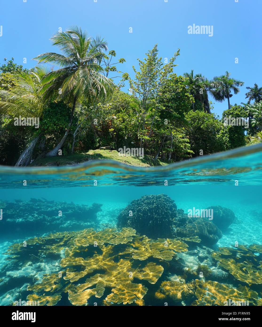 Split-Bild oberhalb und unterhalb der Wasseroberfläche mit einem üppigen tropischen Insel Ufer und einem Korallenriff Unterwasser, Karibik Stockfoto