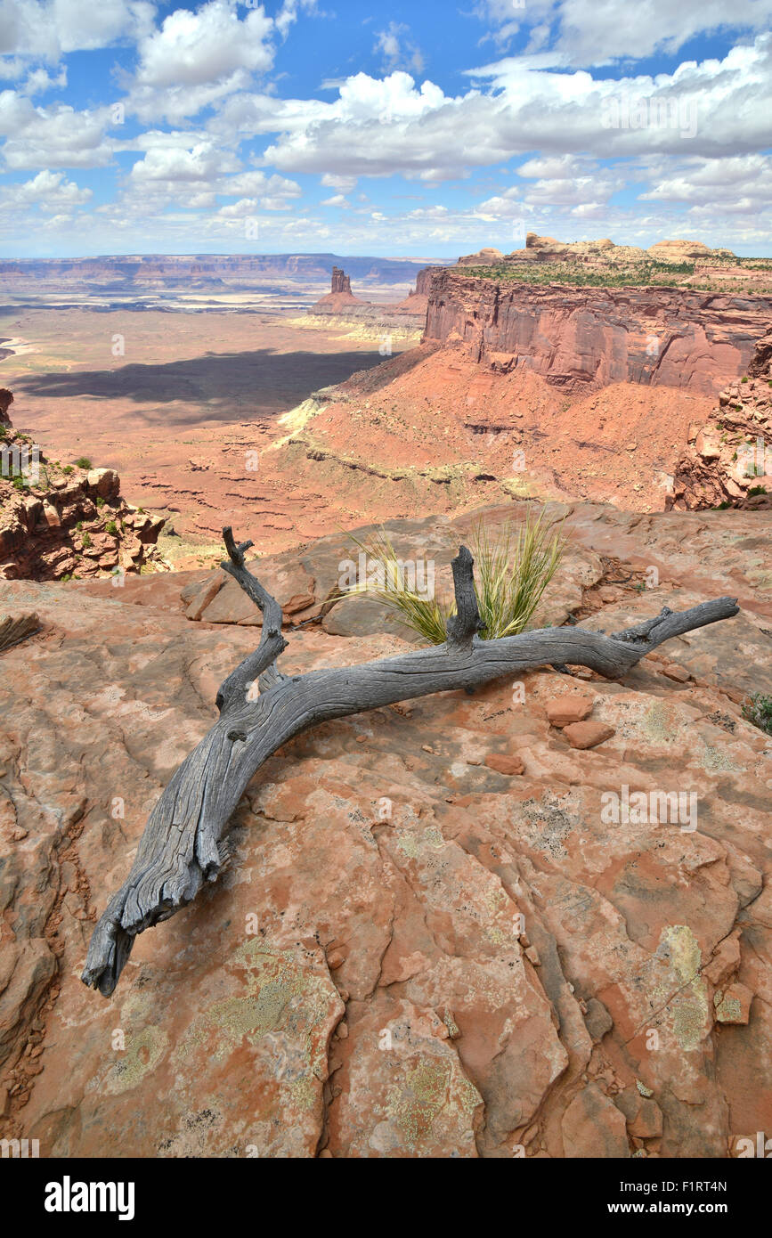 Blick auf grüne Flussseite des Canyonlands National Park von der Insel im Himmel Bezirk des Canyonlands National Park in Utah Stockfoto