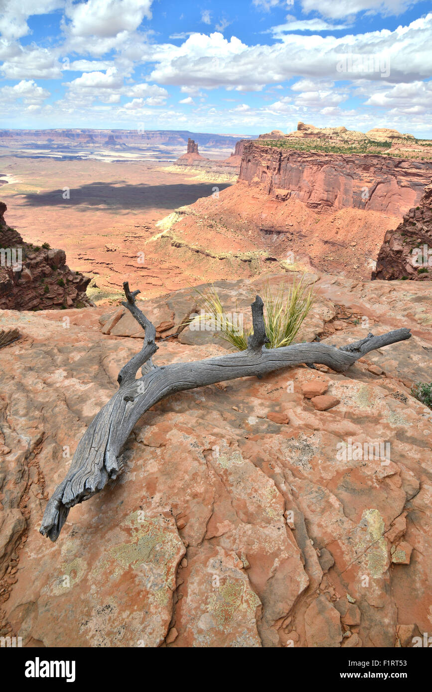 Blick auf grüne Flussseite des Canyonlands National Park von der Insel im Himmel Bezirk des Canyonlands National Park in Utah Stockfoto