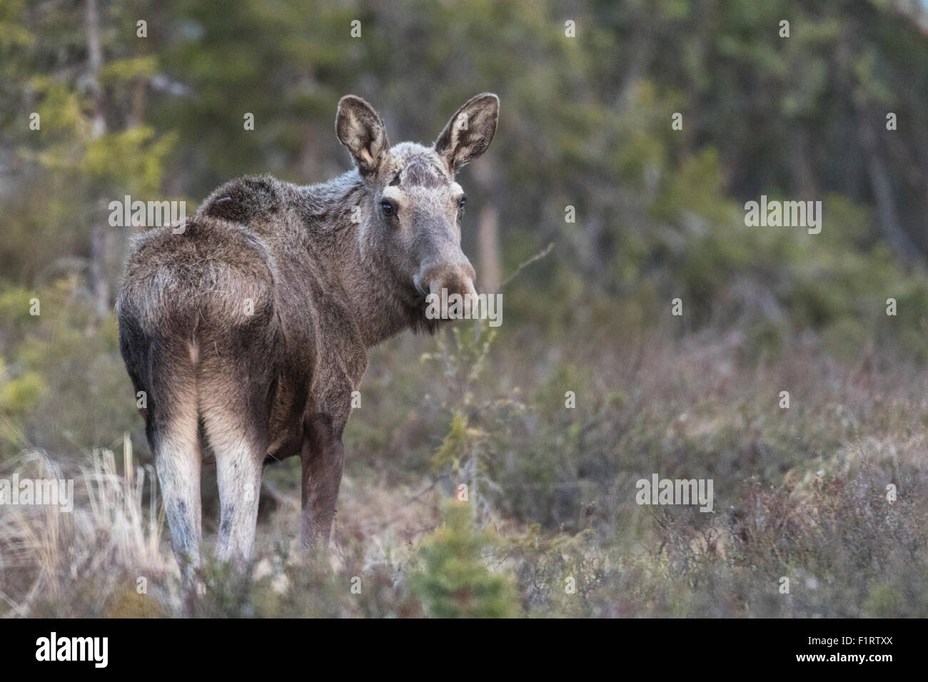 Elch, Alces Alces, stehen und wandte seinen Kopf und blickte die Kamera Gällivare, Schwedisch-Lappland, Schweden Stockfoto