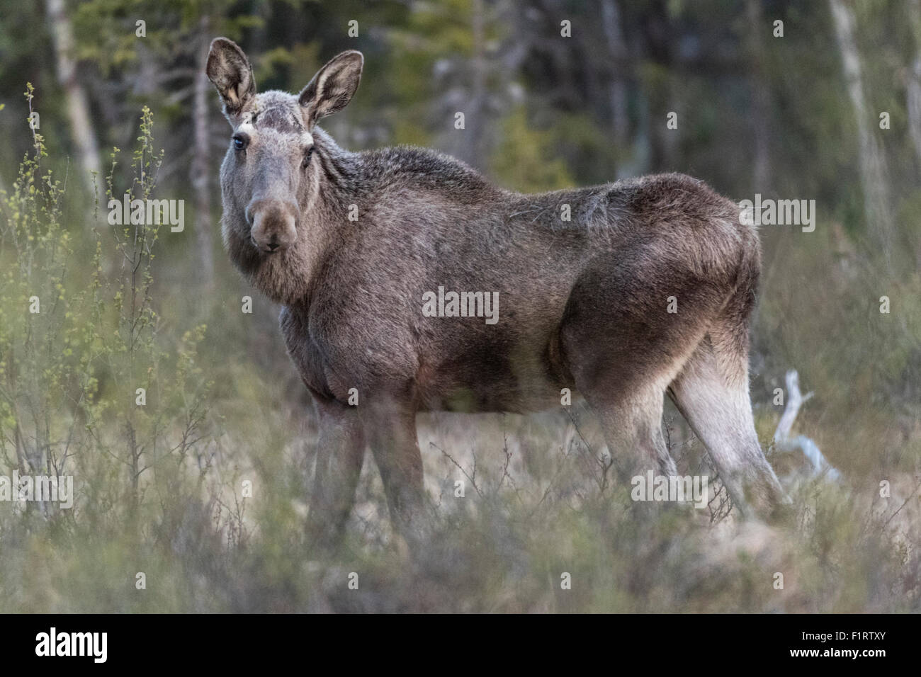 Elch, Alces Alces, stehen und wandte seinen Kopf und blickte die Kamera Gällivare, Schwedisch-Lappland, Schweden Stockfoto