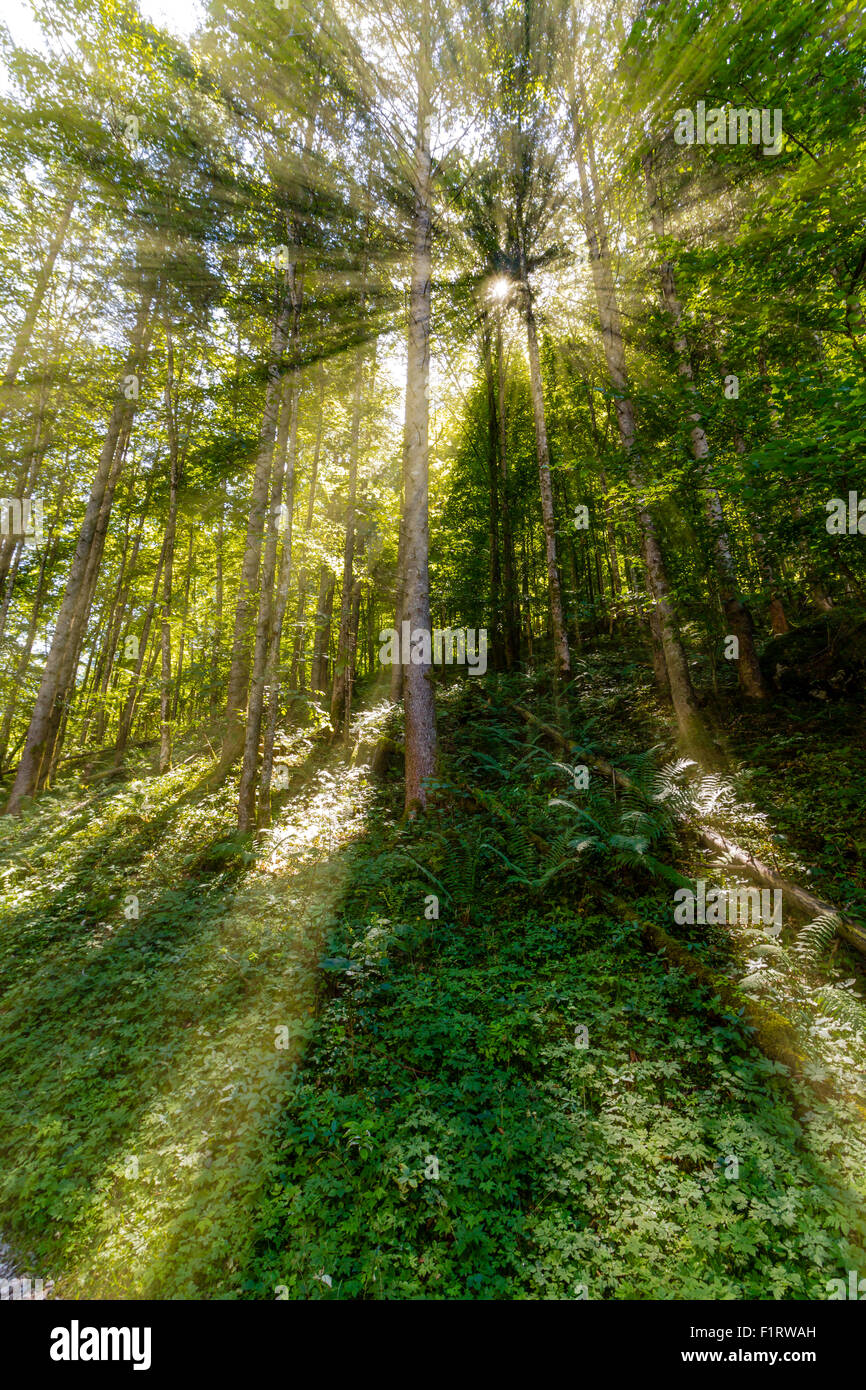 Ende des Sommers Sonnenlicht brechen durch die Bäume in einem mystischen lane Stockfoto