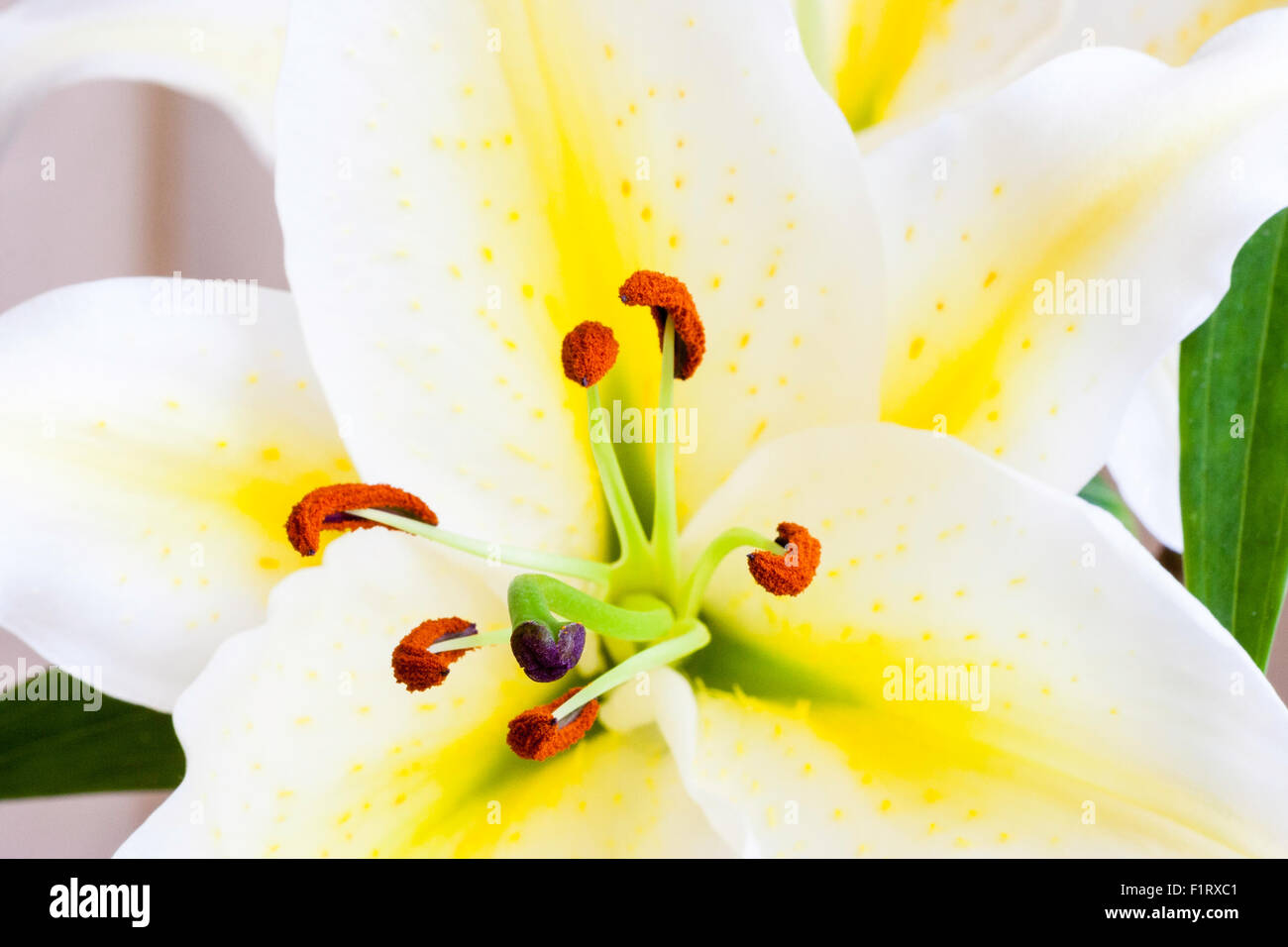 Garten Blume. Casablanca Lilie, AKA orientalische Lilie, Lilium. Nahaufnahme Makroaufnahme der Stigmatisierung und Stil, mit Staubgefäße, die Filamente und Pollen Staubbeuteln. Stockfoto