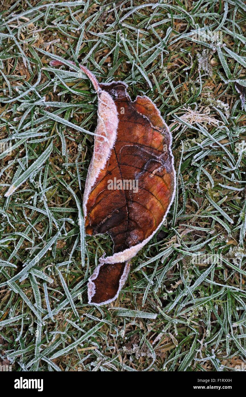 Frostigen Kirsche Baum Blatt auf dem Rasen, England, UK, Westeuropa. Stockfoto