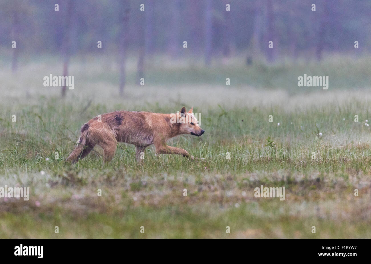 Grauer Wolf, Canis Lupus, zu Fuß über das Moos sieht aus wie er sich auf etwas, Kuhmo, Finnland schleicht ist Stockfoto