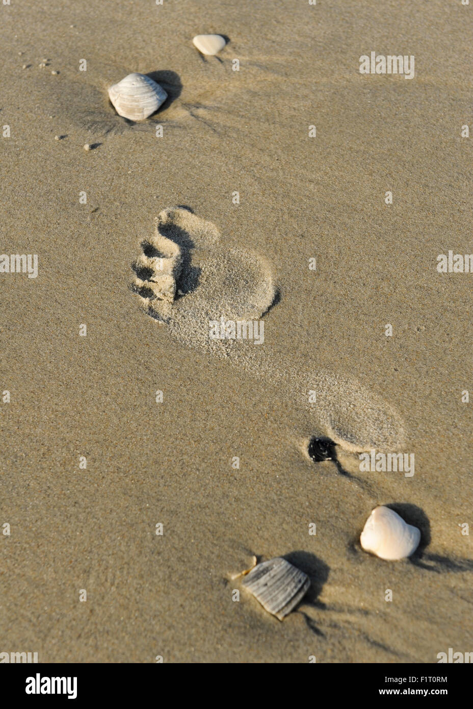 Ein Fußabdruck im Sand am Ufer Stockfoto