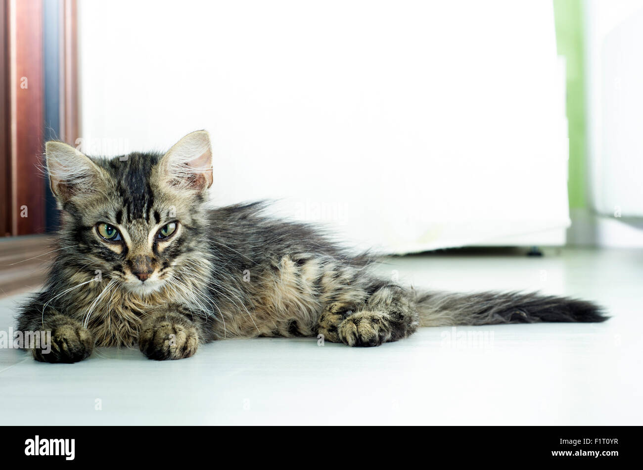 Porträt einer Baby Tabby Katze auf dem Boden als schöne Tier innen liegend Stockfoto