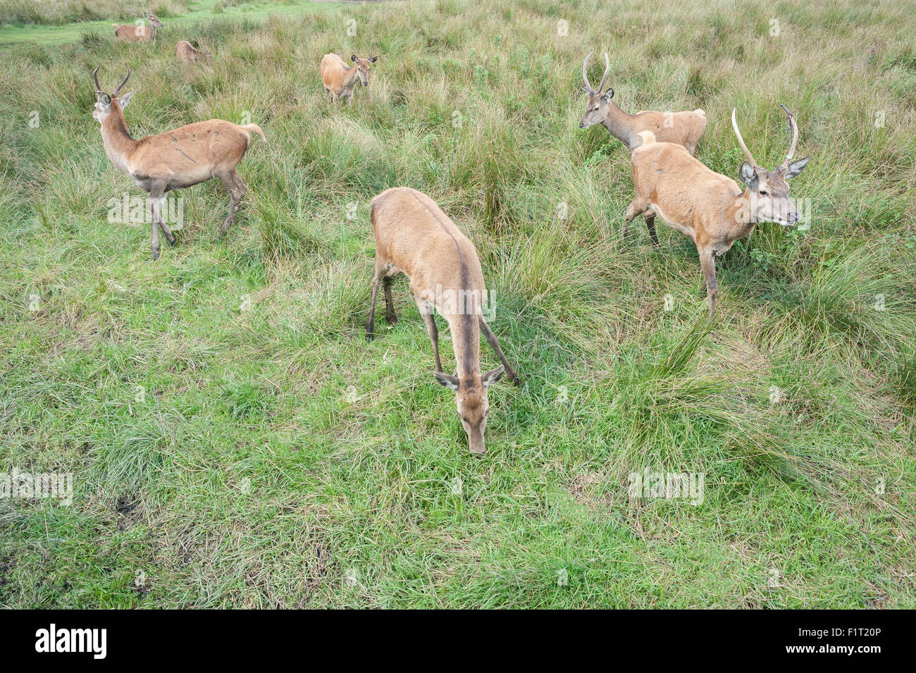 Hirsche gefüttert auf Rasen in freier Wildbahn mit der hand von Touristen, Nahaufnahme Fotos des Rehwildes Stockfoto