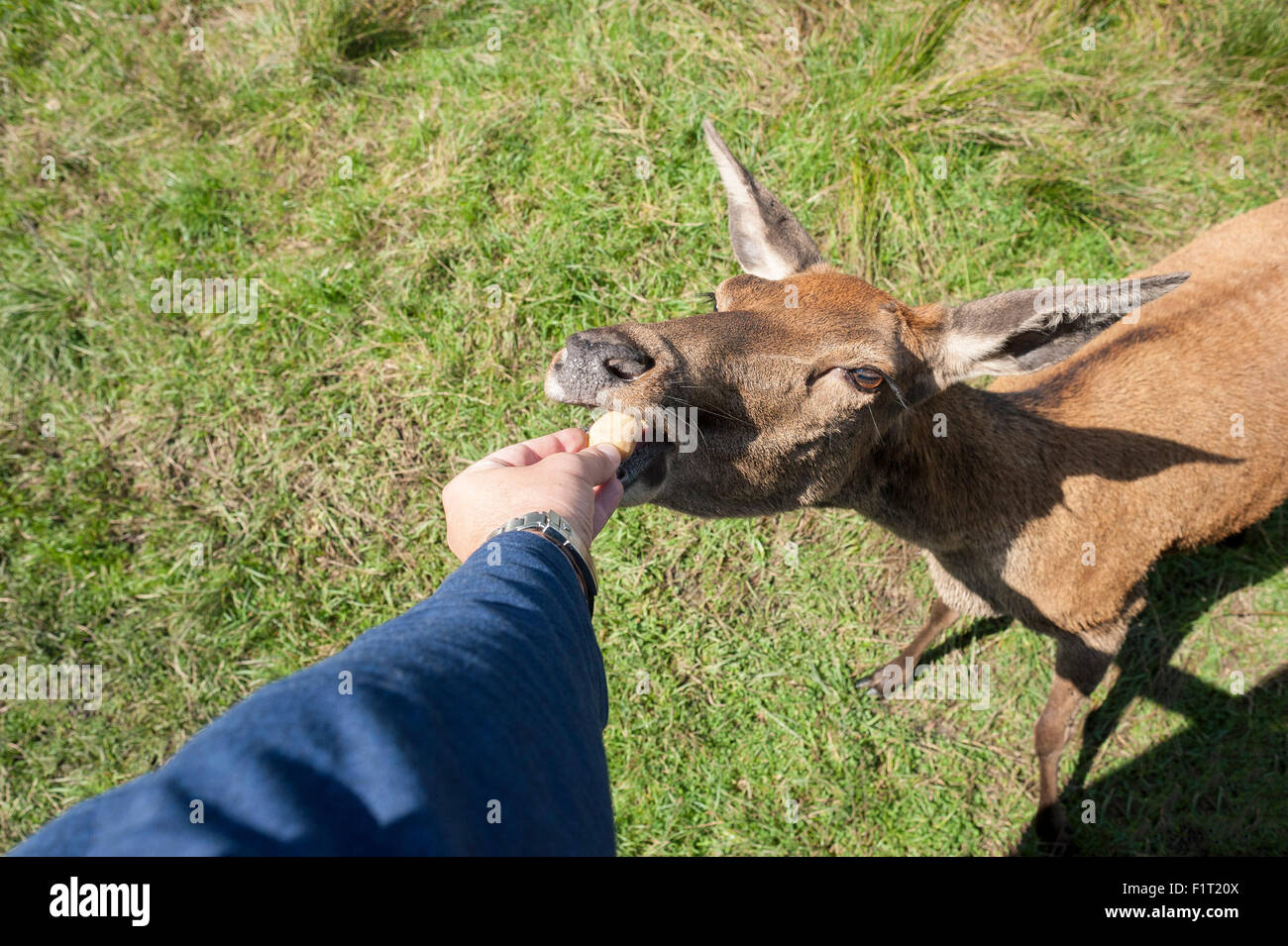 Hirsche gefüttert auf Rasen in freier Wildbahn mit der hand von Touristen, Nahaufnahme Fotos des Rehwildes Stockfoto