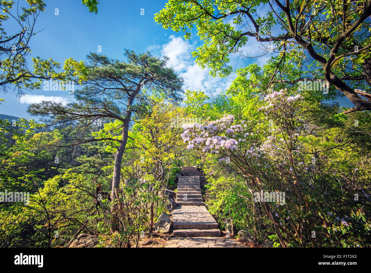 Steinstufen führen in die üppige Natur mit Bäumen und Blüten von Tian Mu Shan, Zhejiang, China, Asien Stockfoto