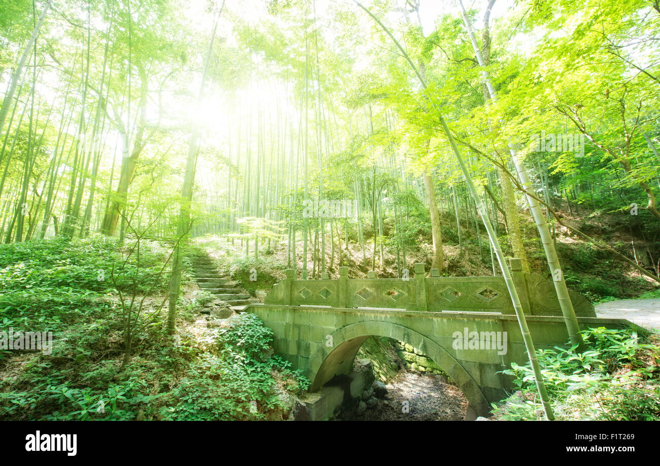 Alte Steinbrücke und üppiger Vegetation im Yun Qi Bambuswald, Zhejiang, China, Asien Stockfoto